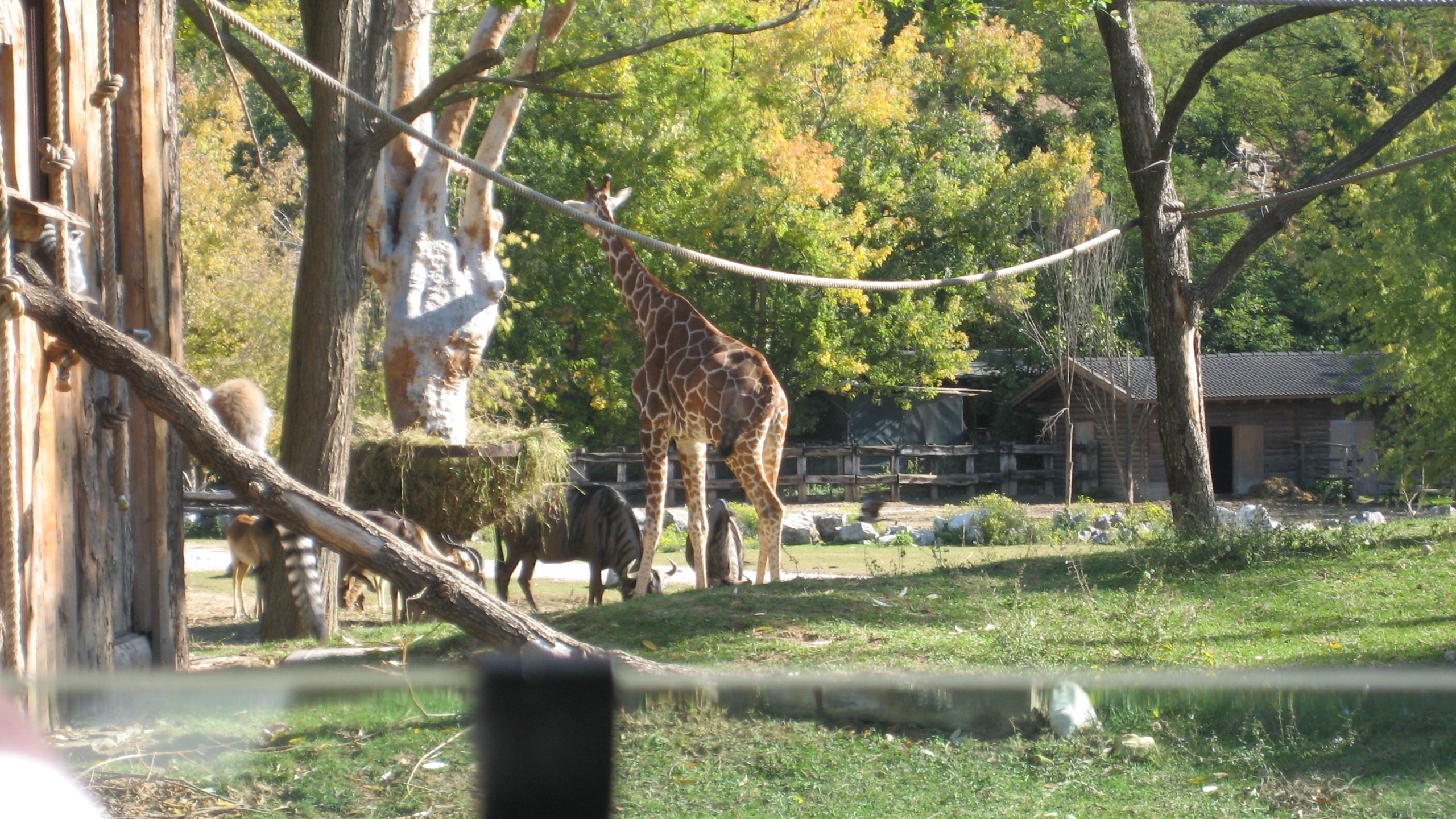 lo zoo safari