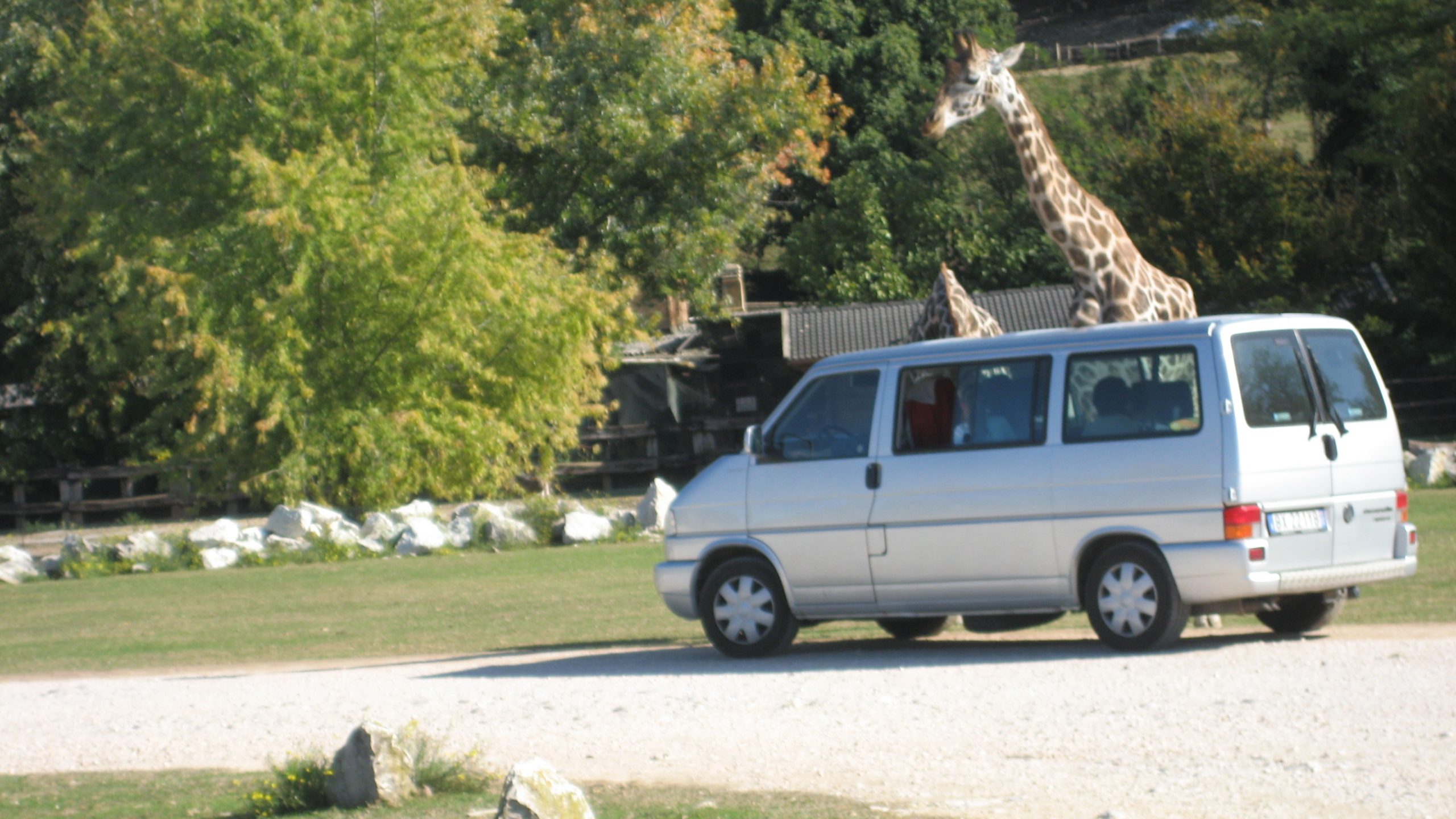 lo zoo safari