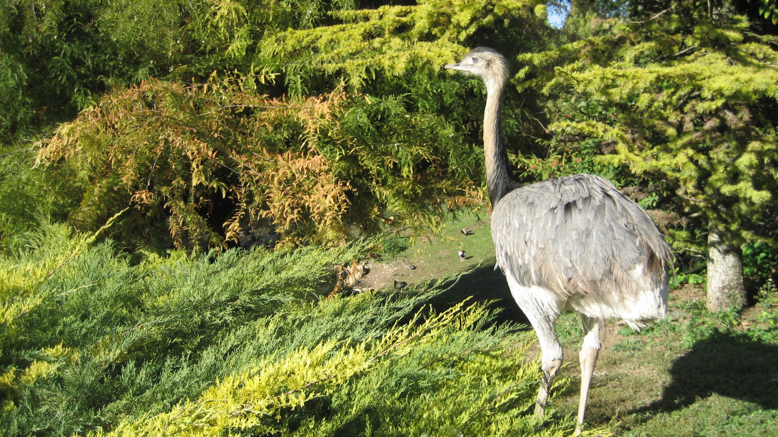 lo zoo safari